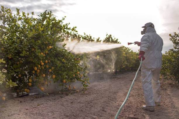 Best Wasp Removal Services  in Fulda, MN